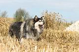CHIEN FINNOIS DE LAPONIE 229